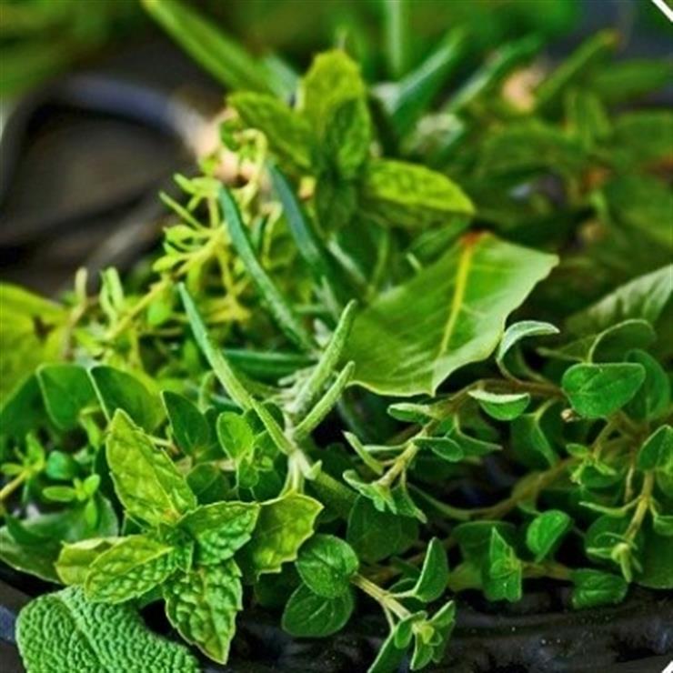 Rajasthan govt vision big, to distribute above 30 crore medicinal plants