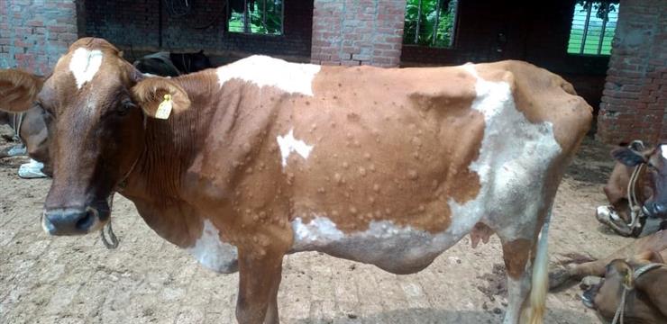 Lumpy Skin Disease Hit Animals, KCVAS Suggest Precautions and Control Lumpy Skin Disease Hit Animals, KCVAS Suggest Precautions and Control